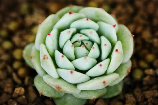 Fleshy type