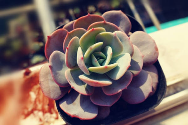 Fleshy type