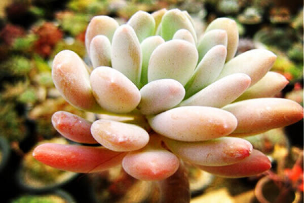 Fleshy type