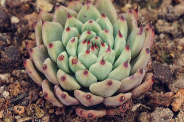 Fleshy type