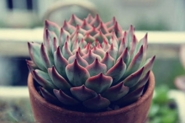 Fleshy type