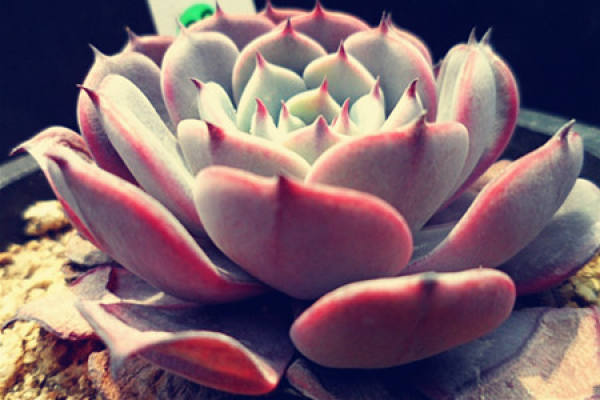 succulent species - raindrops