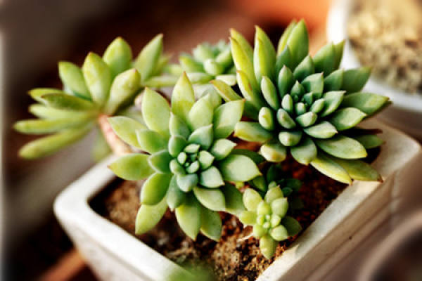 succulent species - raindrops