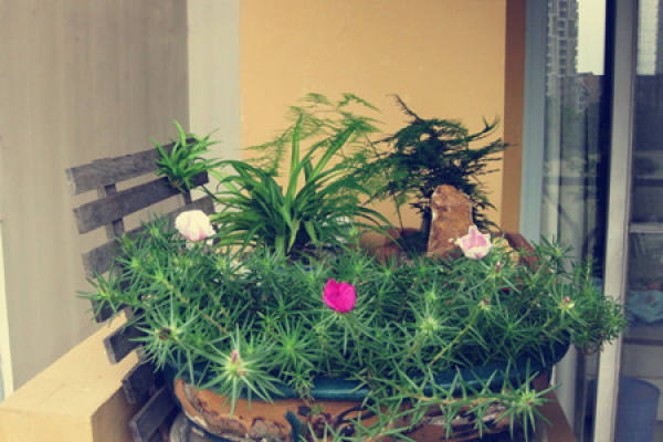 Potted asparagus fern