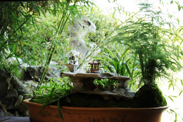 Potted asparagus fern