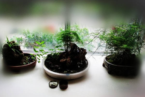 Potted asparagus fern