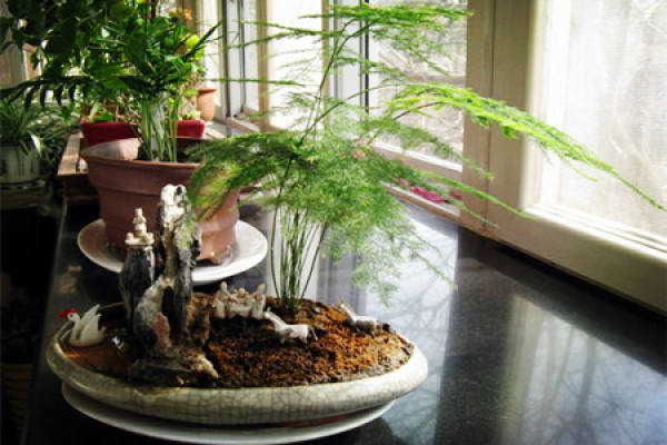 Potted asparagus fern