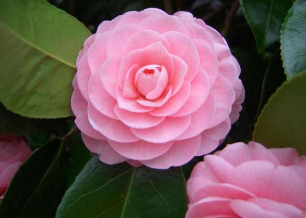 The King of Flowers — — Peony
