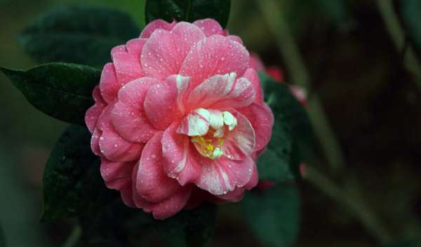 The King of Flowers — — Peony