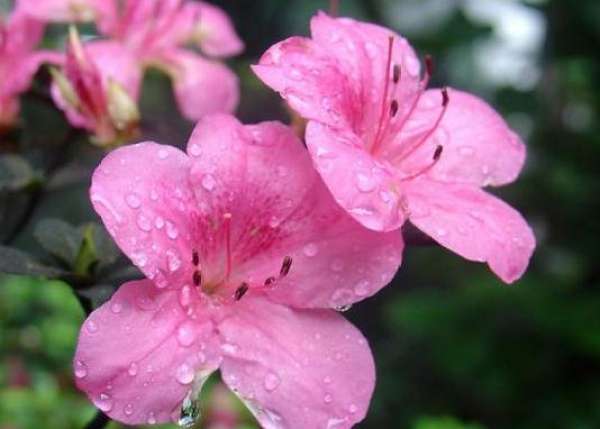 The King of Flowers — — Peony