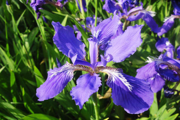 Iris in full bloom