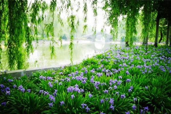 Iris in full bloom