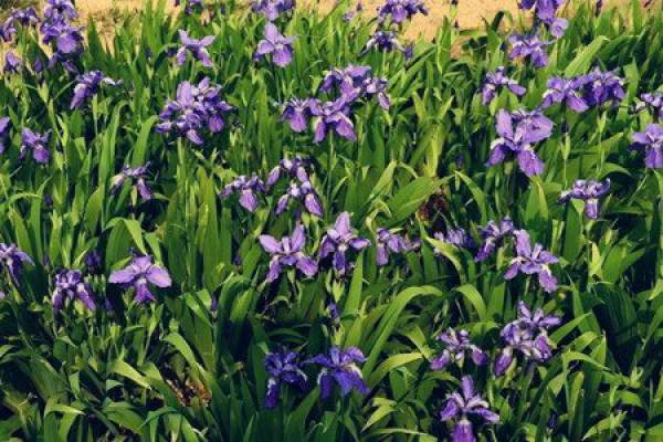 Iris in full bloom