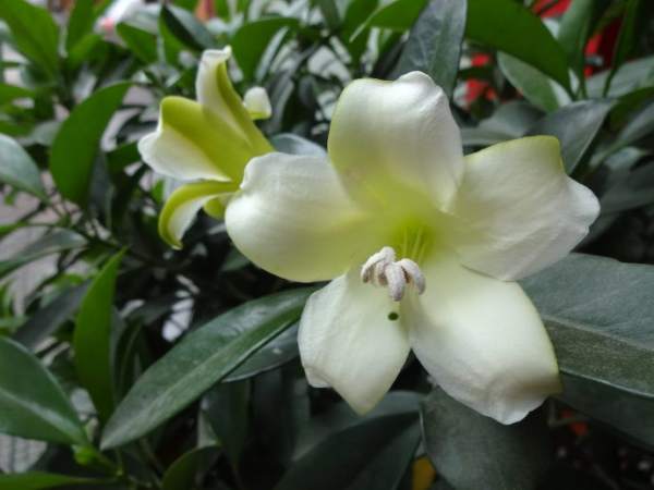 African Jasmine farming: applying the right fertilizer