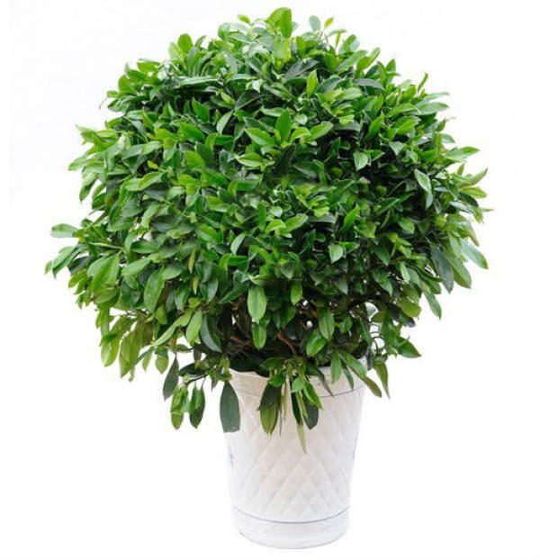 When will the African jasmine bloom?