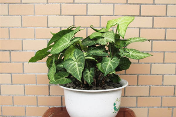 potted white butterfly after watering