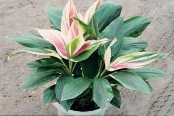 Potted plantain