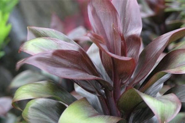 Potted plantain