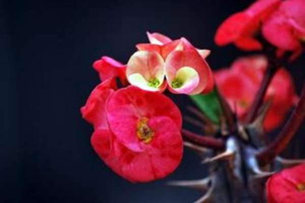watering requirements of Bayberry