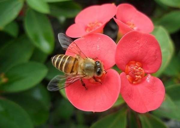 Tiger Thorn and Plum Blossom Language