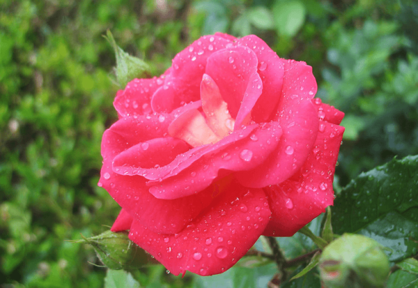 rose