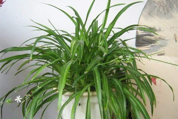 Chlorophytum