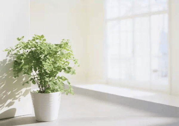 Daylighting