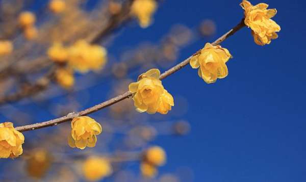 Fertilization method of wintersweet