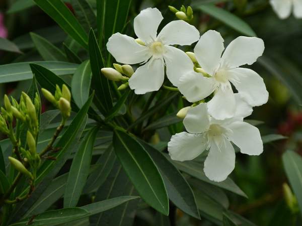 Nerium indicum