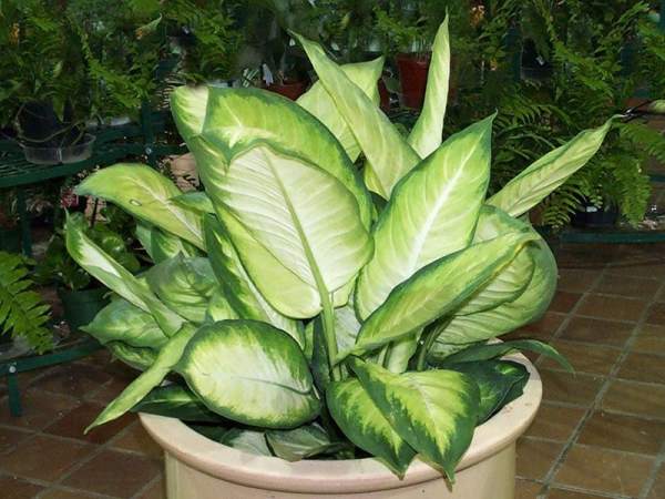 Nerium indicum