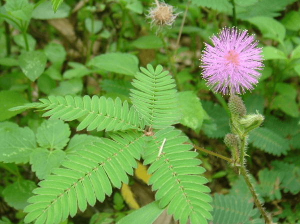 Nerium indicum