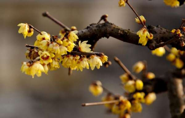 Insufficient light of wintersweet