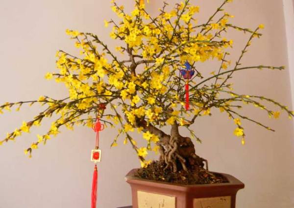 Selecting suitable wintersweet plant