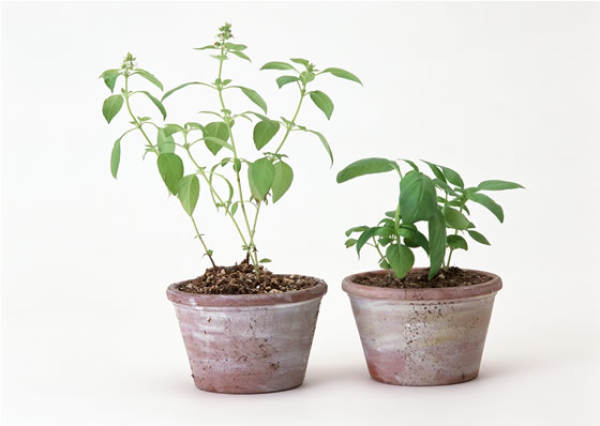 Potted flower