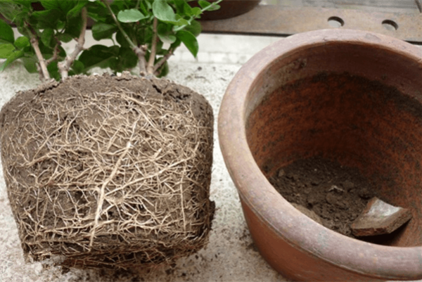 Repotting