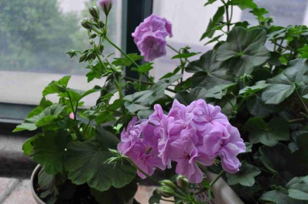 Repotting