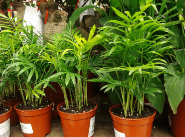 Repotting