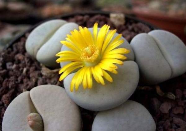 How to break the dormancy of stone flowers?
