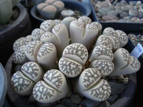 How to break the dormancy of stone flowers?