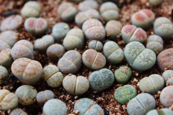 Sowing and Propagation of Lithocarpus