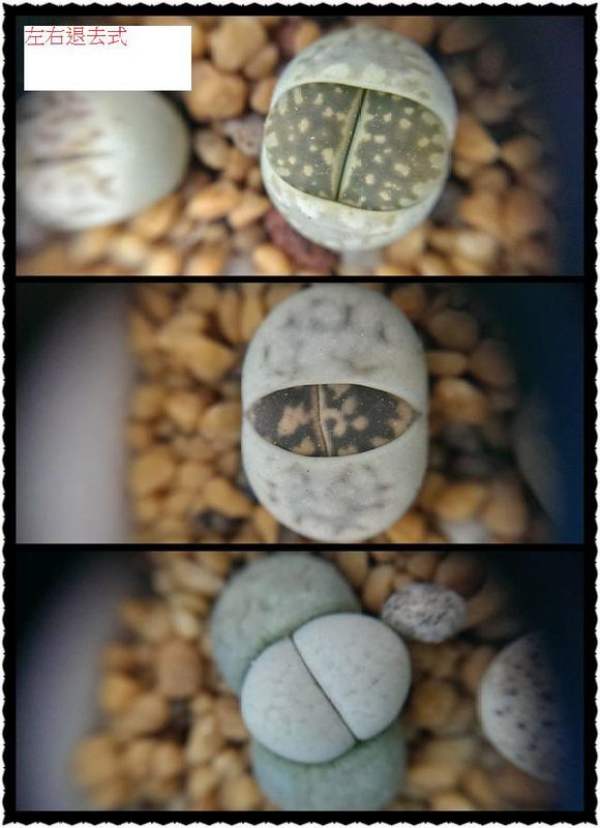 The left and right regressive forms of the living stone flower