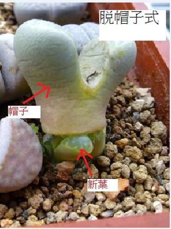 The left and right regressive forms of the living stone flower