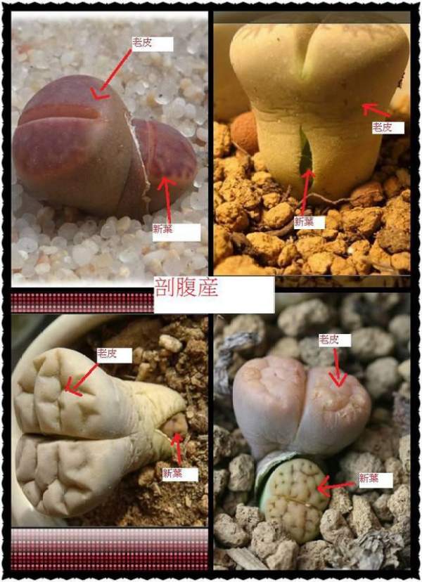 The left and right regressive forms of the living stone flower