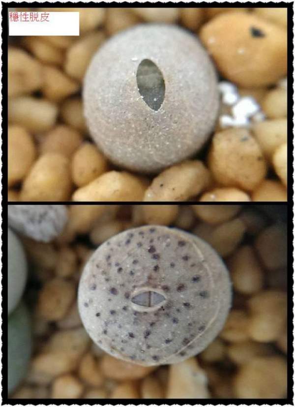 stone flower left and right retreat