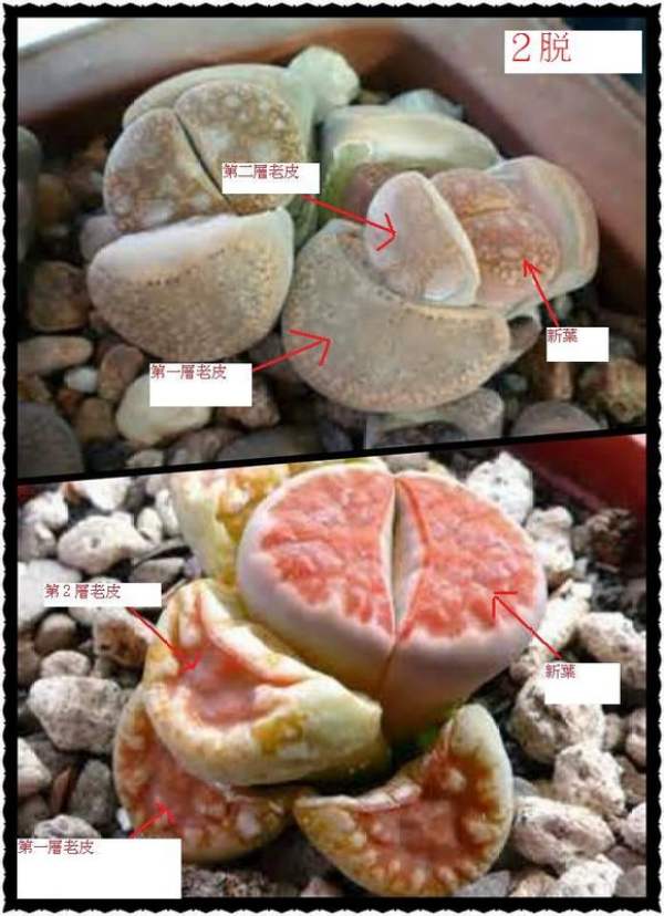 stone flower left and right retreat