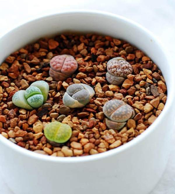 Watering the Stone Flower in Summer