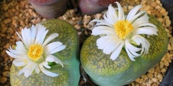 How long can the stone flower blossom when planted?