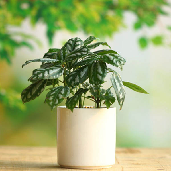 Fertilizer and Water Requirements of Pilea pilosa