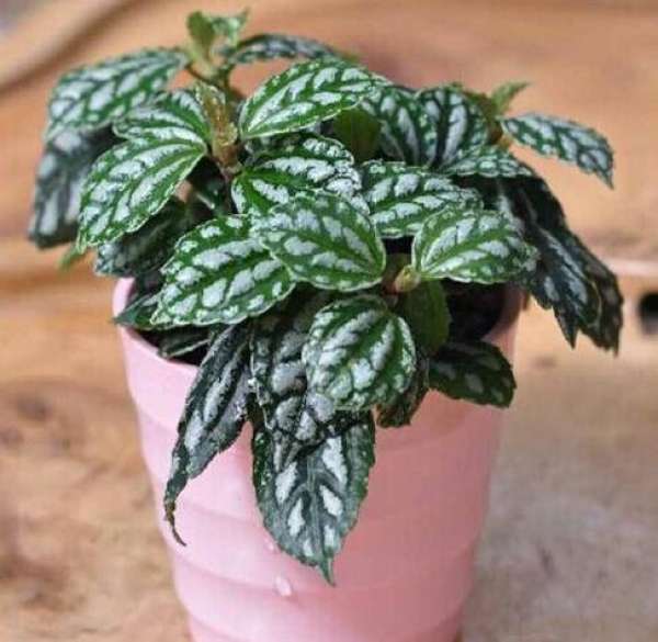 fertilizer and water requirements for cold water flower