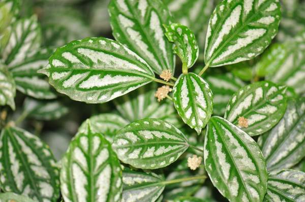 Pilea variegata